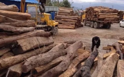 緬甸花梨憑什么，價格一路上漲....